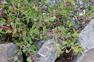 Arctostaphylos hookeri 'Monterey Carpet'